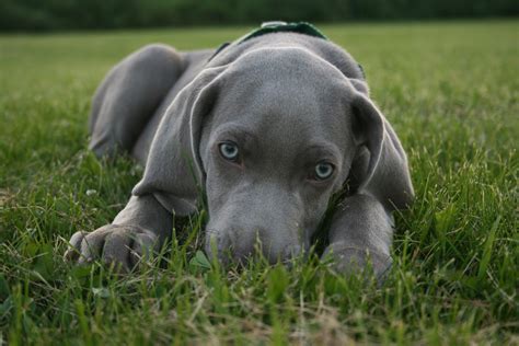 weimaraner breed.